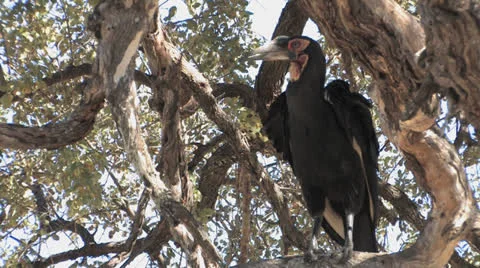 Ground Hornbill in tree - 2 of 2 Stock Footage 22705902