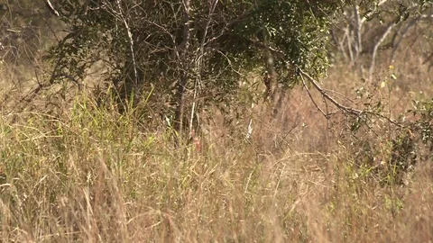 Ground Hornbill walking through long grass Vídeo Stock 84592865