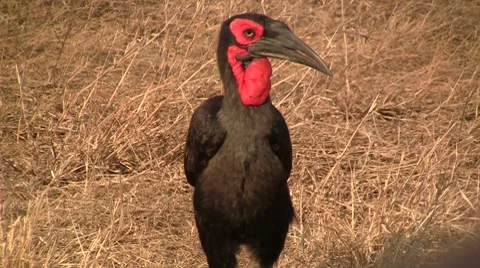 Ground hornbill walks Stock Footage 8568865