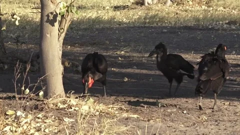 Ground hornbills continue probing on open ground — ambient continuity Video stock 319431468