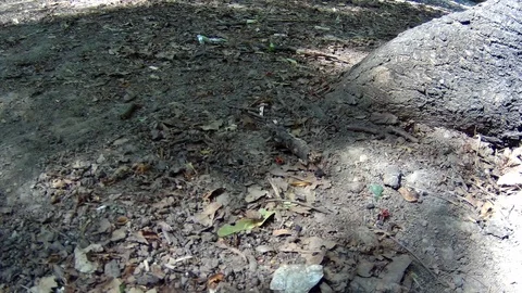 On the ground, insect soldiers crawl Stock Footage 90904287