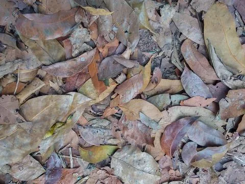 A ground layer of dry, brown leaves covers the area densely Stock Photos