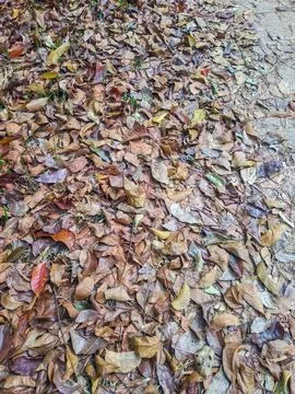 A ground layer of dry, brown leaves covers the area densely Stock Photos