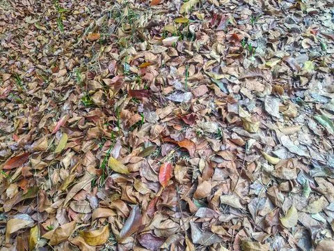 A ground layer of dry, brown leaves covers the area densely Stock Photos