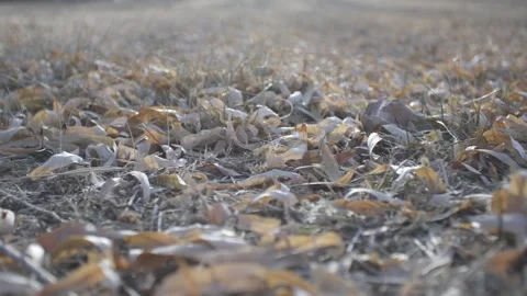 Ground leaves fall in winter Stock-Footage 259678171