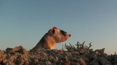 Ground Level Black-Footed Ferret Exiting Prairie Dog Mound Burrow in Morning Stock Footage 43112307