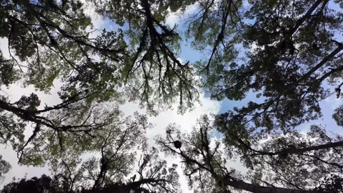Ground Level Canopy View In Pronojiwo Forest Видео 345154223