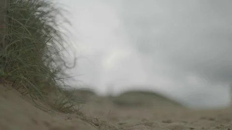 Ground-level close-up of beach grass Stock Footage 346281999