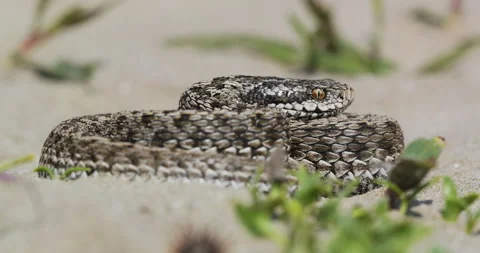 Ground level close-up of meadow viper (Vipera ursinii moldavica) basking on sand Stock Footage 318361131