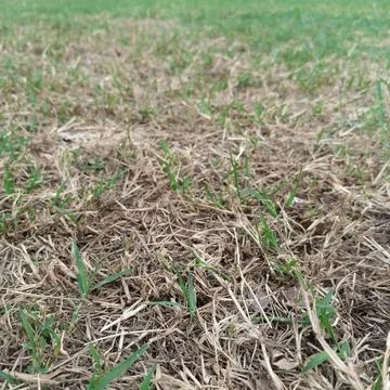 Ground level close perspective dry brown dead blades green grass Stock Photos