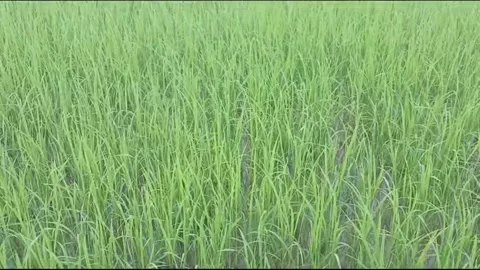 Ground Level Close Up of Rice Seedlings in Vietnam Stock Footage 339004265