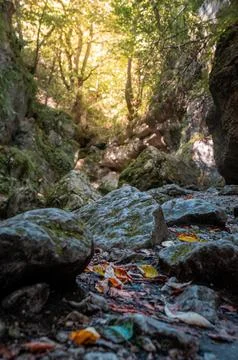 A ground level close up shot of textured mossy boulders and fallen autumn lea Stock Photos