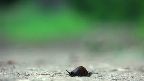 Ground-level close-up view of a dark brown slug resting on a sandy dirt path. 스톡 동영상 331006326