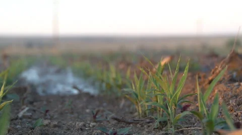 Ground level close up view of newly planted oats crop receiving irrigation spray Vidéo 40030122