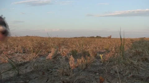 Ground Level Closeup Black-Footed Ferret Alarmed in Prairie in Summer Stock Footage 43094296