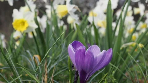 Ground level closeup of crocus in a light breeze Stock-Footage 243702268