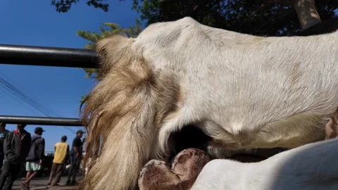 Ground Level Closeup Of Goat Nursing At Market Video stock 345203035