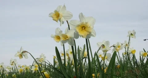 Ground level closeup view of a white and yellow daffodils flowerbed Stock-Footage 243702215