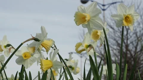Ground level closeup view of a white and yellow daffodils flowerbed Video stock 243702219