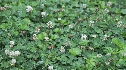 Ground level clover and other plants after a morning rain Video stock 145682376