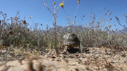 Ground level: Cute tortoise walking away from camera tucks into shell Stock Footage 301848218