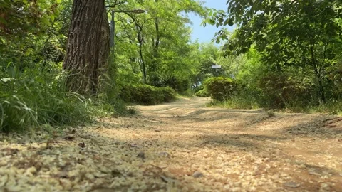 Ground Level Dirt Park Trail Covered with Fallen Yellow Flower Petals Stock Footage 338301284