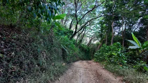 Ground Level Dirt Road Through Malang Rural Forest Stock Footage 345137413
