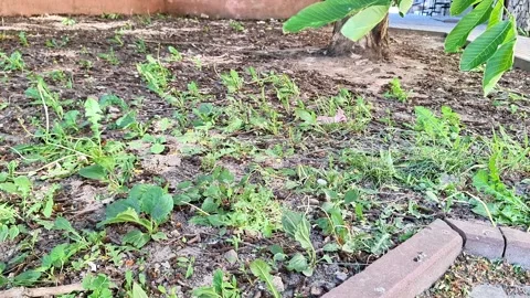 Ground Level Garden Bed with Fresh Green Weeds and Soil Growth Stock Footage 336887328