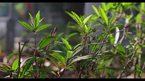Ground-Level Garden View with Rising Camera for Mindfulness Background Use Stock Footage 328096644