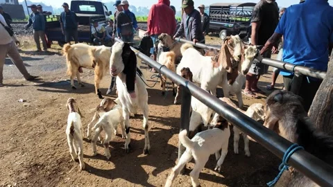 Ground Level Goat and Sheep Trade at Pasar Hewan Kerpanjen Stock Footage 345159933