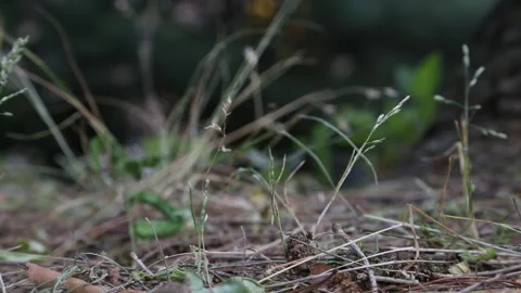 Ground Level Grass Soil Nature Background Autumn Stock Footage 333356245