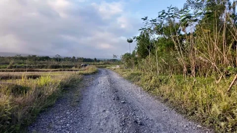 Ground Level Gravel Path Through Rural Rice Fields Stock Footage 345136435