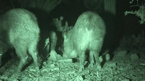 Ground Level Javelina aka Collared Peccary Group Pack Javelinas Desert Night Stock Footage 297580265