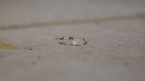 Ground Level Macro View of Ants Feeding on an Engorged Tick Stock Footage 341841135