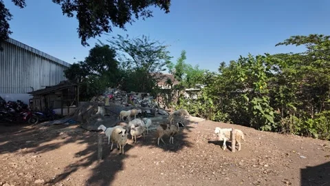 Ground Level Market Scene With Tethered Goats Stock Footage 345149609