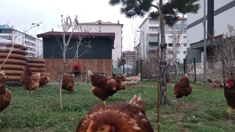Ground-level medium shot of various chickens wandering in a spacious backyard 動画素材 333554290