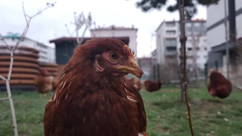 Ground-level medium shot of various chickens wandering in a spacious backyard Stock Footage 333554442