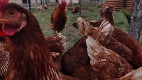 Ground-level medium shot of various chickens wandering in a spacious backyard Stock Footage 333554653