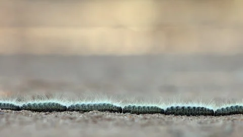 Ground level narrow focus: Fuzzy caterpillars crawling in long train Stock Footage 301489546