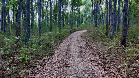 Ground Level Narrow Forest Trail Through Indonesian Woodland Stock Footage 345137389