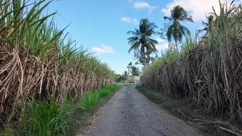 Ground Level Path Through Tropical Sugarcane Plantation Stock Footage 345137102