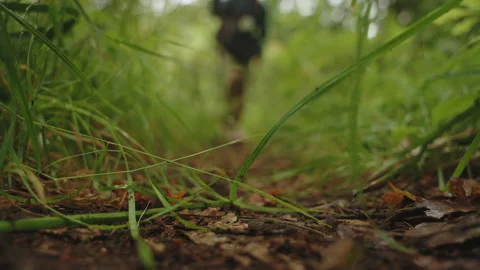 Ground-level perspective of a forest trail, focusing on blades of green grass Stockbeeldmateriaal 336204564