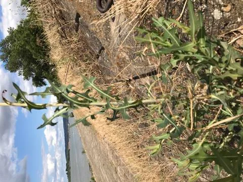 Ground level perspective of grass weeds growing with Danube river background  Stock Photos