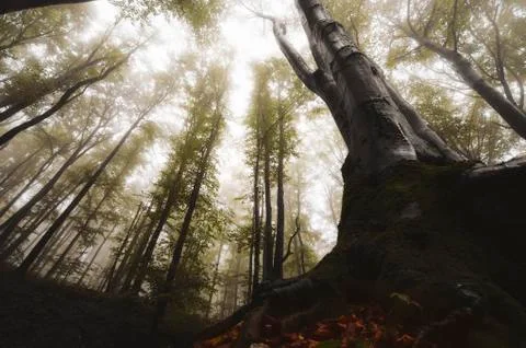 Ground level perspective tree roots in misty fantasy forest Foto stock