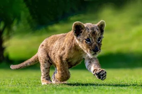 Ground level photo of the lion cub running in green background Stock Photos