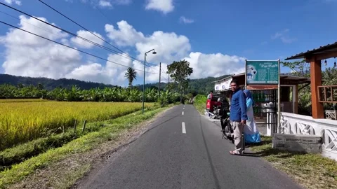 Ground Level POV Along Rural Road Through Rice Fields Видео 345154087