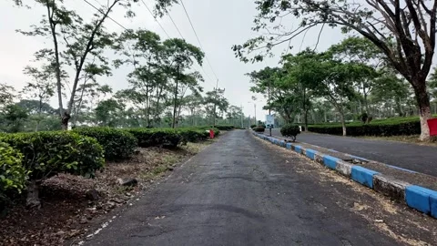 Ground Level POV Road Through Tea Plantation Lawang Stock Footage 345146134