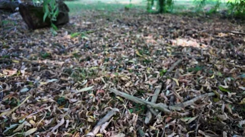Ground-level POV walk through countryside grass and soil Video stock 345002170