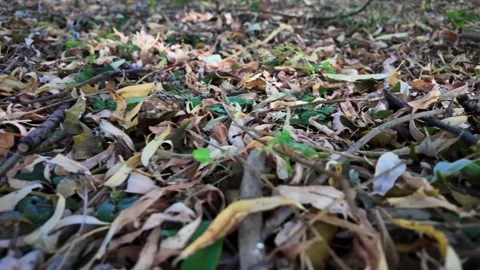Ground-level POV walk through countryside grass and soil Stockbeeldmateriaal 345002210