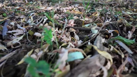 Ground-level POV walk through countryside grass and soil Stockbeeldmateriaal 345002211
